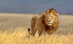 How Animals Use Body Language