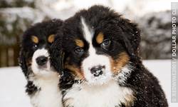 Pavlov's Dogs and Classical Conditioning