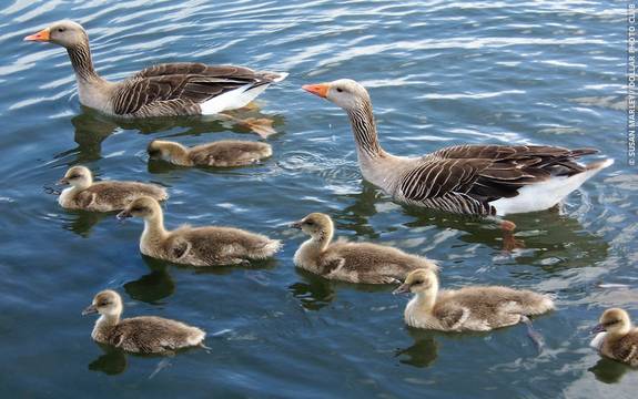 Geese and goslings